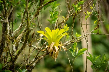 Vibrant bromeliad on a mossy tree branch
