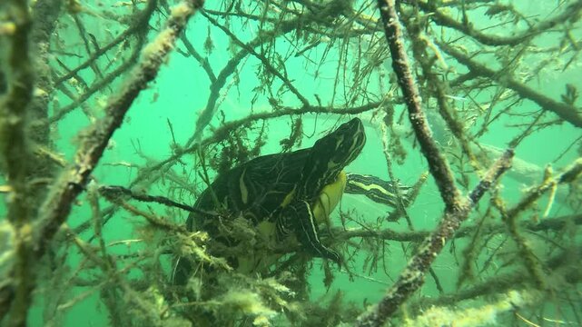 Yellow-eared slider turtle (Trachemys scripta scripta. ) resting under a branch then swimming below the lake surface. Invasive species in Europe. 
