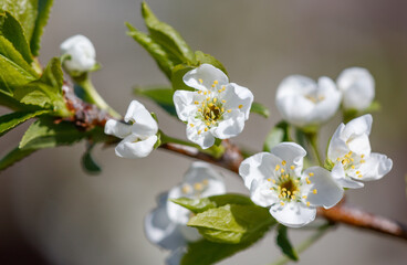 A branch with white flowers on it
