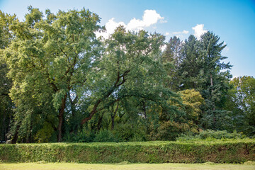 A lush green forest with a hedge bordering the trees