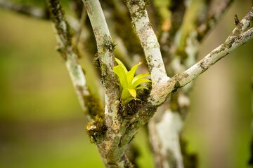 Green Plant on Tree Branch in Forest