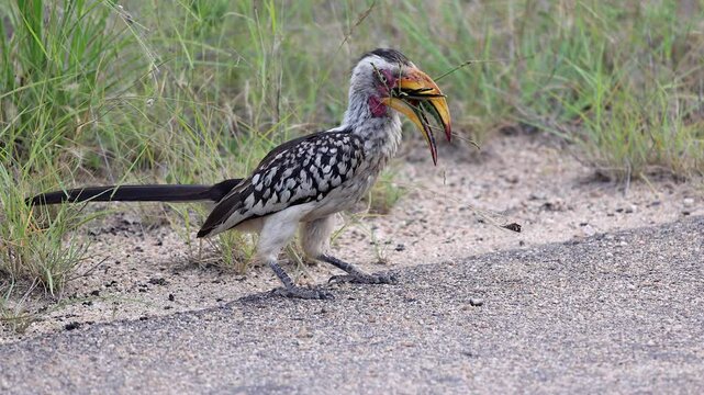 Hornbill bird tries to eat large bush cricket insect on road in Africa