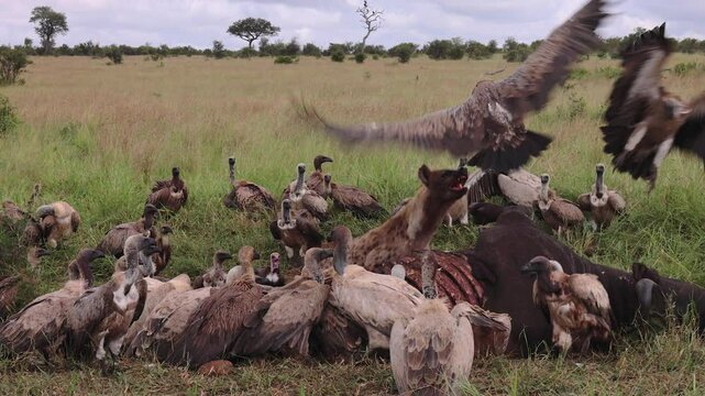 Spotted hyena asserts authority with vultures at carcass on savanna