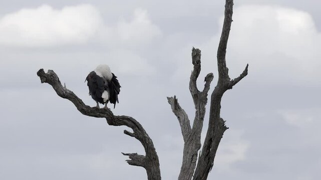 White headed eagle preens plumage on treetop branch against cloudy sky