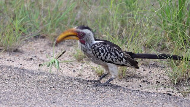 Yellow-billed Hornbill plays with large insect on Kruger NP roadside