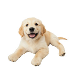 Adorable Golden Retriever Puppy Sitting and Smiling &ndash; Happy Dog Isolated on Transparent Background