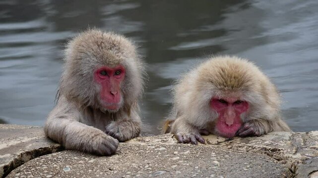 Wild Japanese macaques "Snow Monkeys" relaxing in a hot spring.