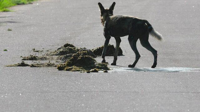 African wild dog rolls in elephant poop on road amid cloud of flies