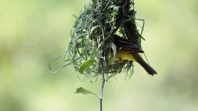 Southern weaver bird weaves nest with green grass, close-up view