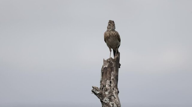 Rufous-naped lark preens and vocalizes from branch, isolated on grey