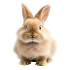 Obraz premium Adorable Fluffy Rabbit Sitting – Cute Bunny Isolated on Transparent Background