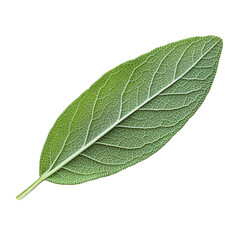 Obraz premium Lavender leaf isolated on transparent white background