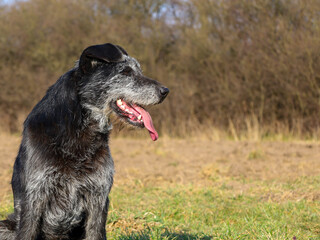 This photograph shows a portrait of a large black dog with gray patches sitting outdoors. The dog...