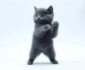 Fototapeta premium Cute young curious domestic black feline portrait with beautiful eyes looking from window