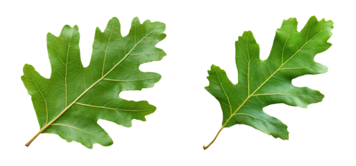 Oak leaf isolated on transparent white background