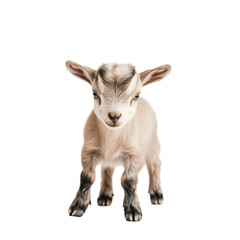 Fototapeta premium Adorable Baby Goat Standing – Cute Farm Animal Isolated on Transparent Background