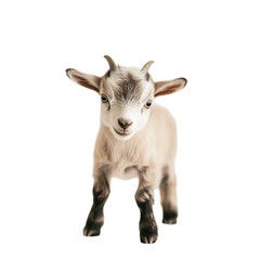 Fototapeta premium Adorable Baby Goat Standing – Cute Farm Animal Isolated on Transparent Background