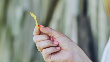 Pink polished fingernails gripping crispy potato chip before savoring salty snack