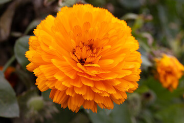 Beautiful yellow flowers in a flowerbed.