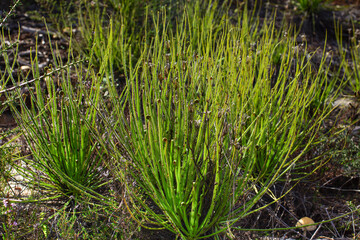 Portuguese sundew (Drosophyllum lusitanicum), plants with curling and sticky leaves in natural habitat, Portugal 