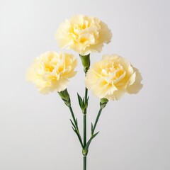 Three yellow carnation flowers