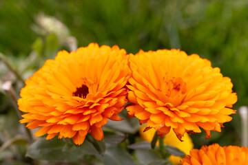Beautiful yellow flowers in a flowerbed.