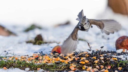 sikora czubatka © Dariusz