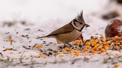 sikora czubatka © Dariusz