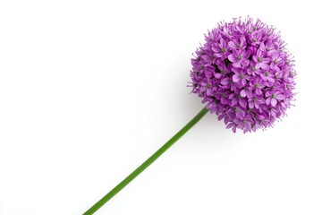 Allium Flower Head with Purple Blossoms on White Background Studio Shot