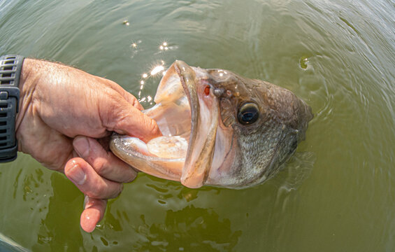 Large Mouth Bass release North Dakota
