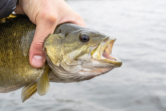 Small mouth squeeze with man hands