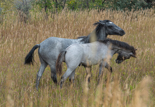 Mare and Colt play in field