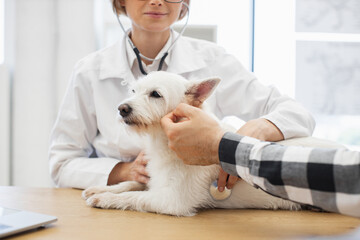 Female vet examining white dog while male owner observes consultation in professional setting