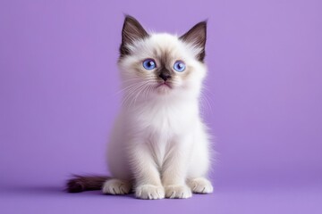 Cute Ragdoll Kitten Sitting on Purple Background Looking Upward Portrait
