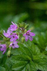 Obraz premium Beautiful purple wildflower blooms among green foliage