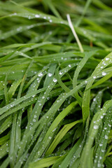 Fresh dew glistens on vibrant blades of grass