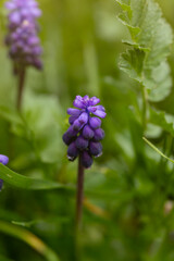 Colorful purple flowers blooming in lush green grass