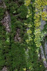 Captivating macro view of green moss on tree bark