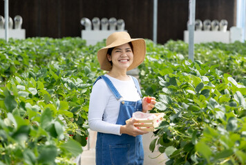 Asian gardener harvest strawberry in glasshouse