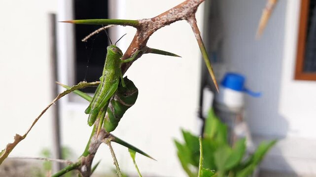 Green Grasshopper and Leaf-Eating Caterpillar on Lime Plant