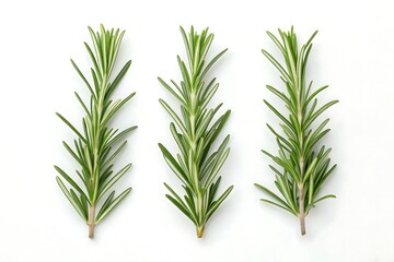 Fototapeta premium Fresh rosemary sprigs isolated on white background