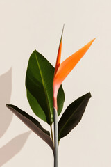 Bird of paradise flower blooming with vibrant colors on beige background