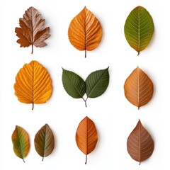 Obraz premium Variety of colorful leaves arranged in a grid pattern on a white background.