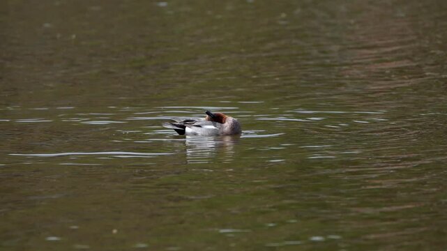 The Eurasian Wigeon (Mareca penelope) is a medium-sized dabbling duck with a distinctive chestnut head, creamy forehead, and gray body, commonly found in wetlands across Europe, Asia, and Africa