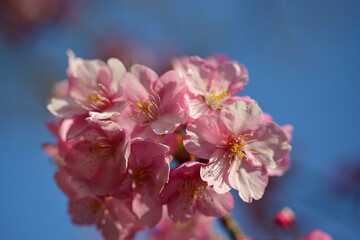 Obraz premium The cherry blossoms have bloomed