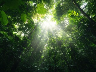 Lush jungle canopy