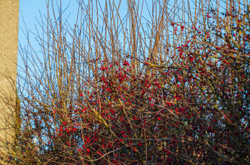 Bright red berries shining vividly against clear blue sky on winter branches. Red berries glowing,...