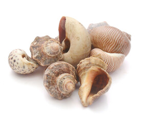 Close-up of seashells against white background - stock photo
