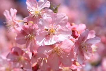 The cherry blossoms have bloomed