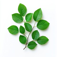 Fototapeta premium A vibrant branch of green leaves on a plain background.